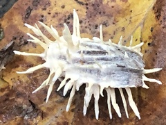 Akanthomyces tuberculatus