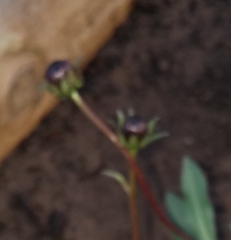 Cosmos atrosanguineus