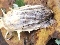 Akanthomyces tuberculatus