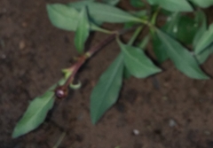 Cosmos atrosanguineus