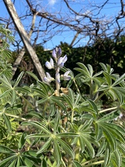 Lupinus angustifolius