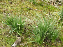 Asphodelus albus