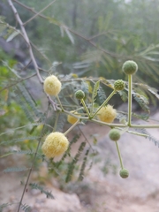 Senegalia berlandieri