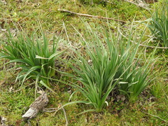 Asphodelus albus