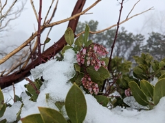 Arctostaphylos manzanita