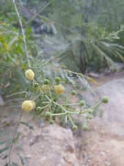 Senegalia berlandieri