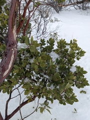 Arctostaphylos manzanita