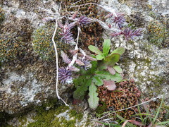 Sedum rubens