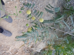 Senegalia berlandieri
