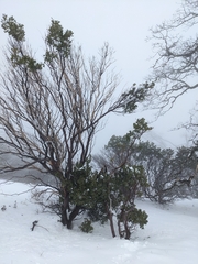 Arctostaphylos manzanita