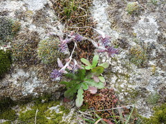 Sedum rubens