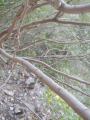 Senegalia berlandieri