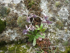Sedum rubens