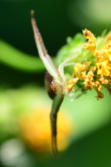 Ebrechtella pseudovatia