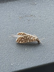 Lygropia