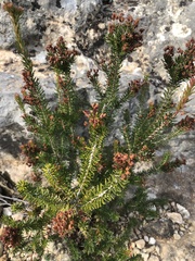 Erica multiflora