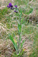 Anchusa officinalis