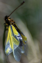 Libelloides coccajus