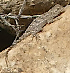 Agama bibronii