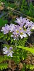 Polemonium pulcherrimum