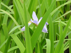 Iris virginica
