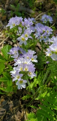 Polemonium pulcherrimum