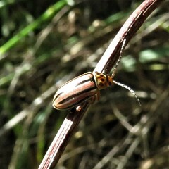 Disonycha bicarinata