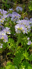 Polemonium pulcherrimum