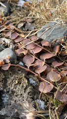 Lysimachia nummularia