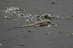 Microlophus peruvianus