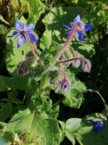 Borago officinalis image