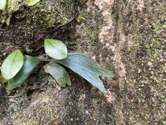 Antrophyum formosanum