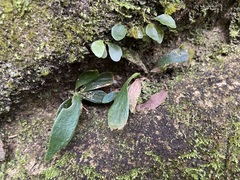 Antrophyum formosanum