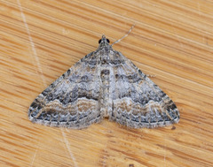 Perizoma custodiata