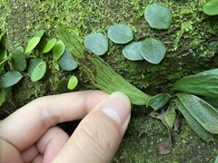 Antrophyum formosanum