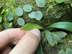 Antrophyum formosanum