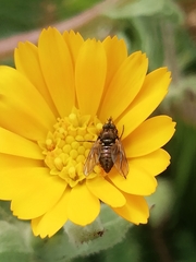 Usia