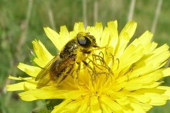 Cheilosia canicularis