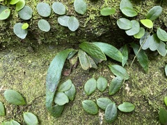 Antrophyum formosanum