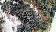 Lathagrium auriforme