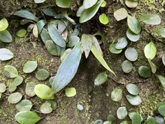 Antrophyum formosanum