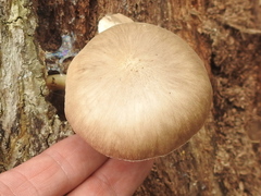 Pluteus longistriatus