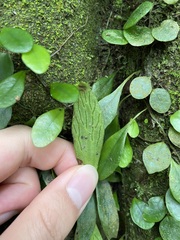 Antrophyum formosanum