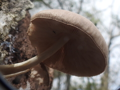Pluteus longistriatus