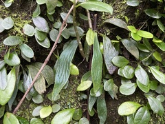 Antrophyum formosanum