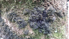 Lathagrium auriforme