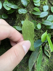 Antrophyum formosanum