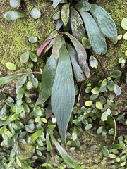 Antrophyum formosanum