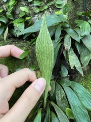 Antrophyum formosanum