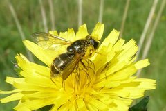 Cheilosia canicularis